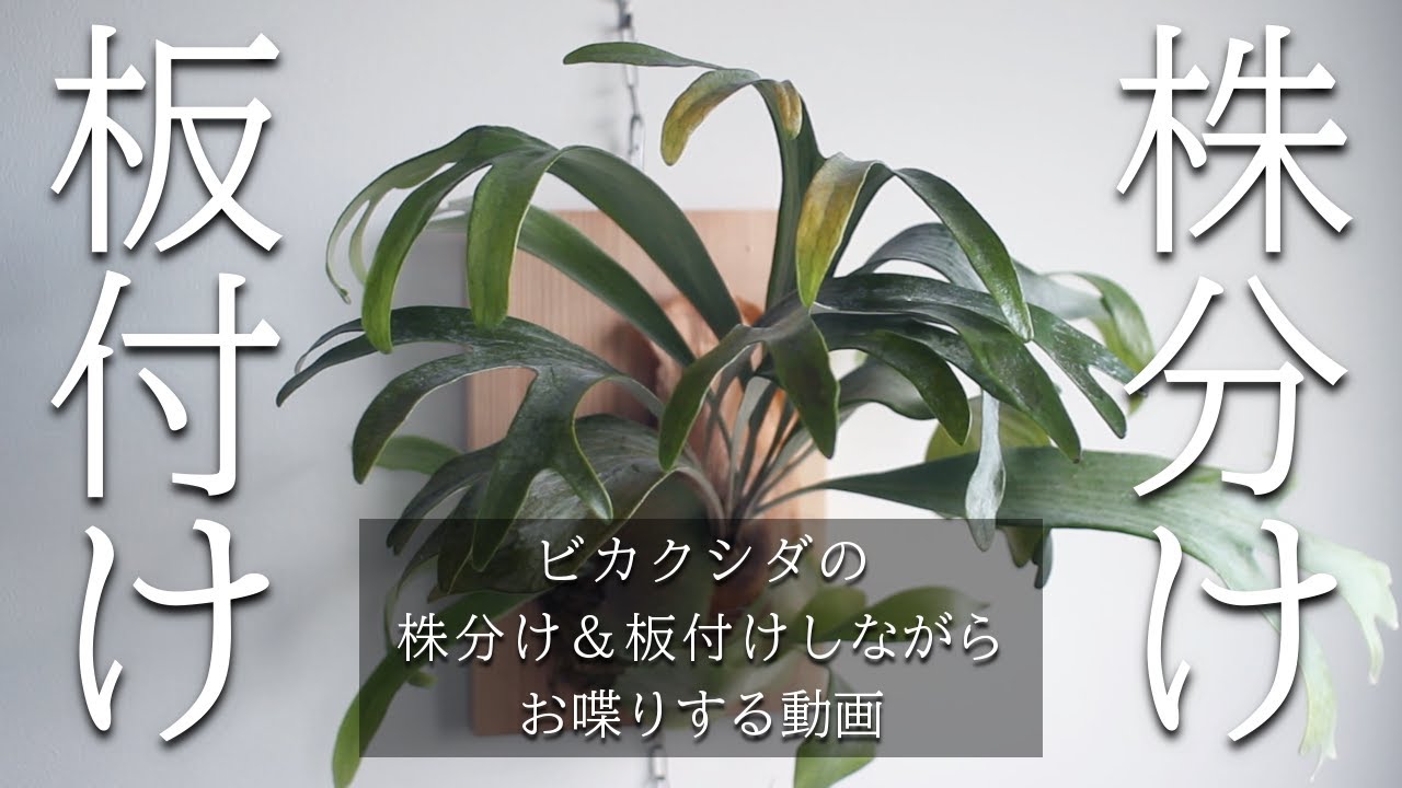ビカクシダの株分け＆板付け動画【初心者向け】 - YouTube