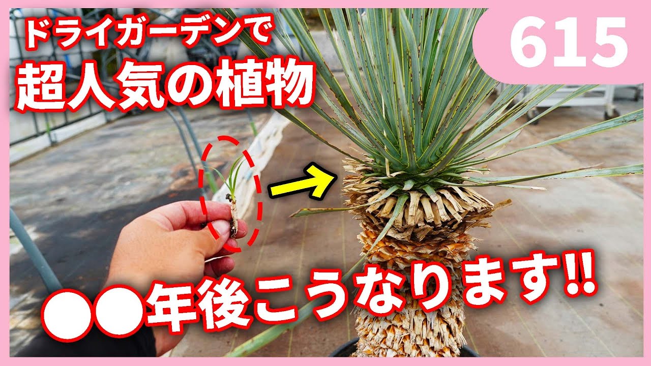 Sowing Yucca Rostrata Seeds by Gardening Channel 615 Gardening