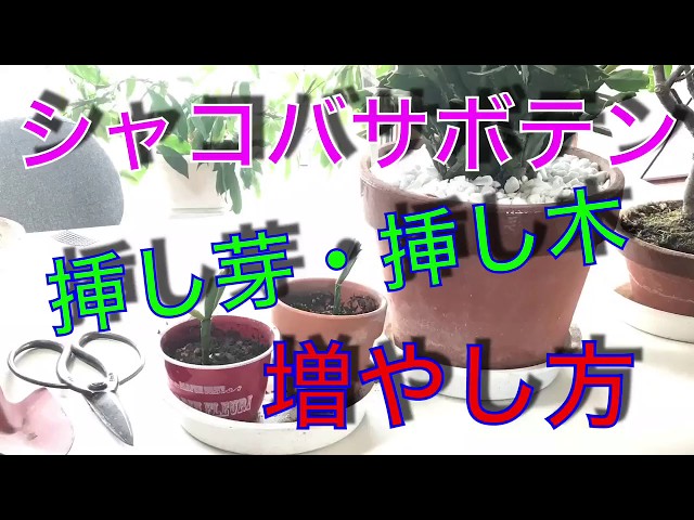 How to propagate a Schlumbergera cactus by cuttings! - YouTube