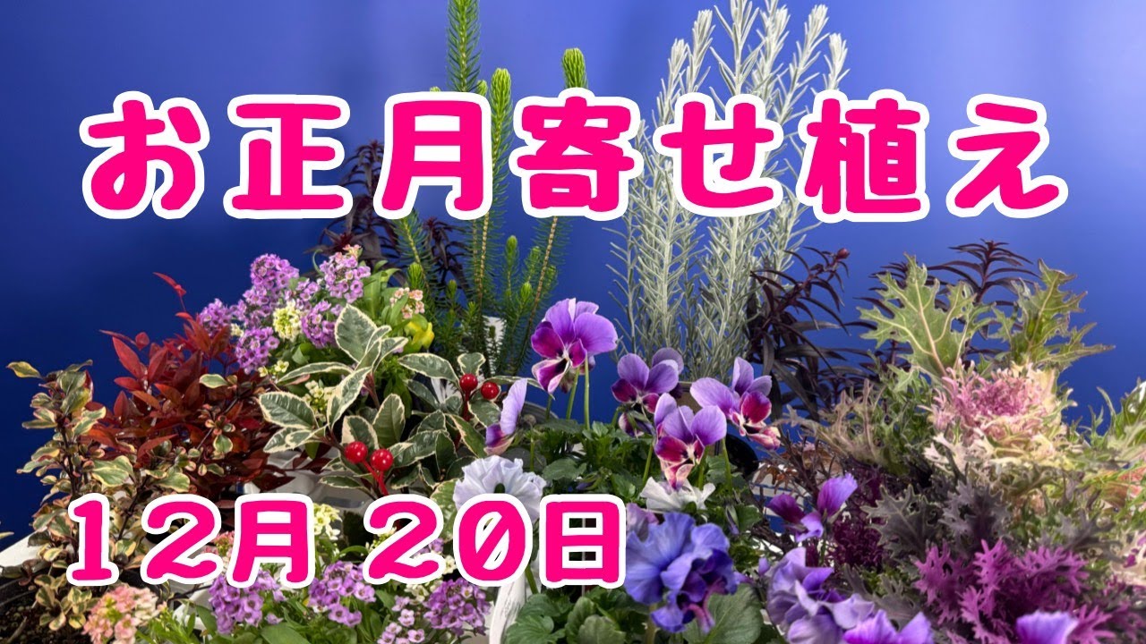 門松風寄せ植え お正月セット福袋 #寄せ植え #プランツギャザリング