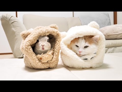 うさぎとにゃんこの仲良しシリーズ - YouTube