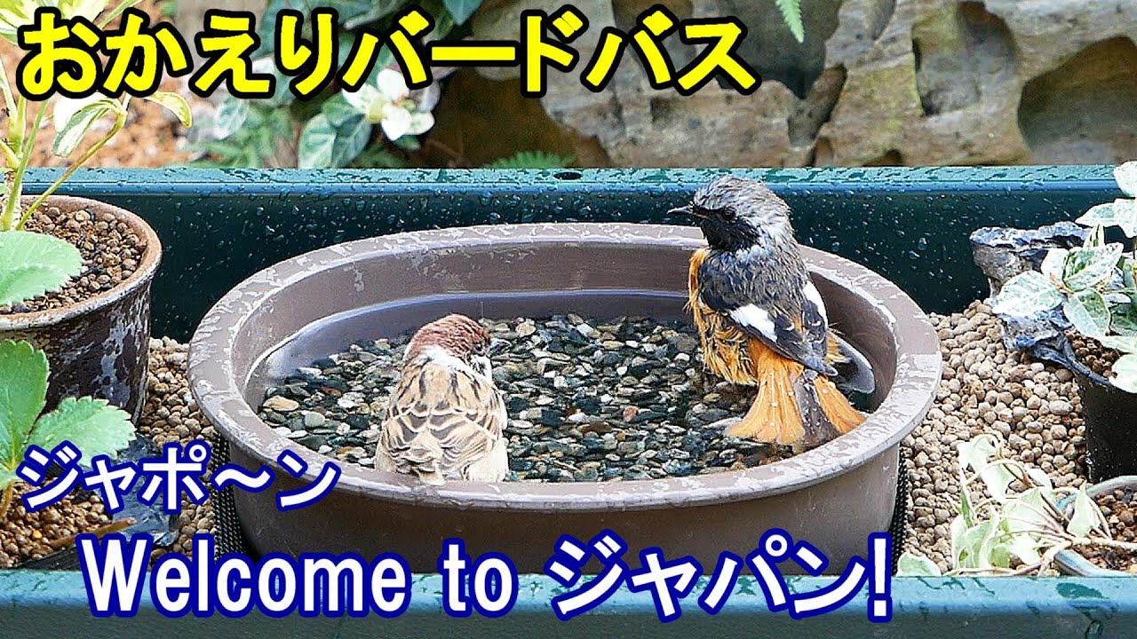 四角水鉢・向鉢・オブジェ・バードバス・庭石・ガーデニング・置物