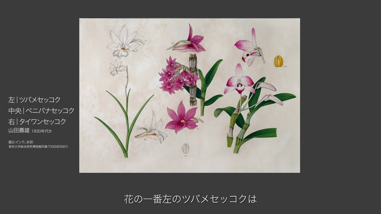 04 蘭の水墨画・蘭の植物画｜台湾蘭花百姿 - YouTube