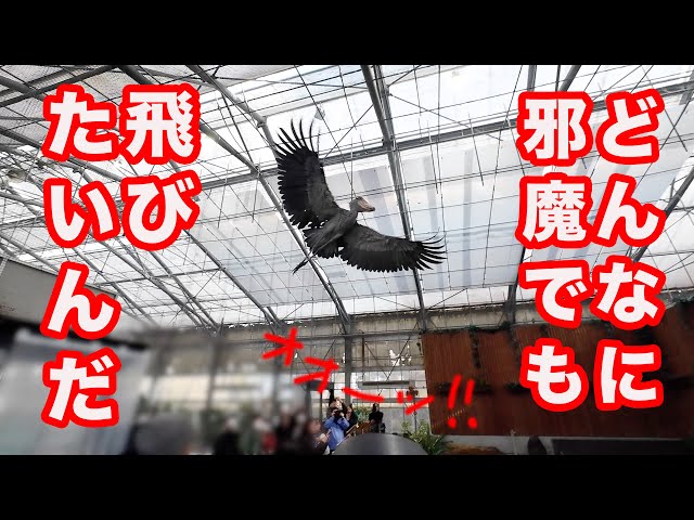 旋回再び】それでも飛ぶんだ…! ハシビロコウふたばちゃんの飛びたい