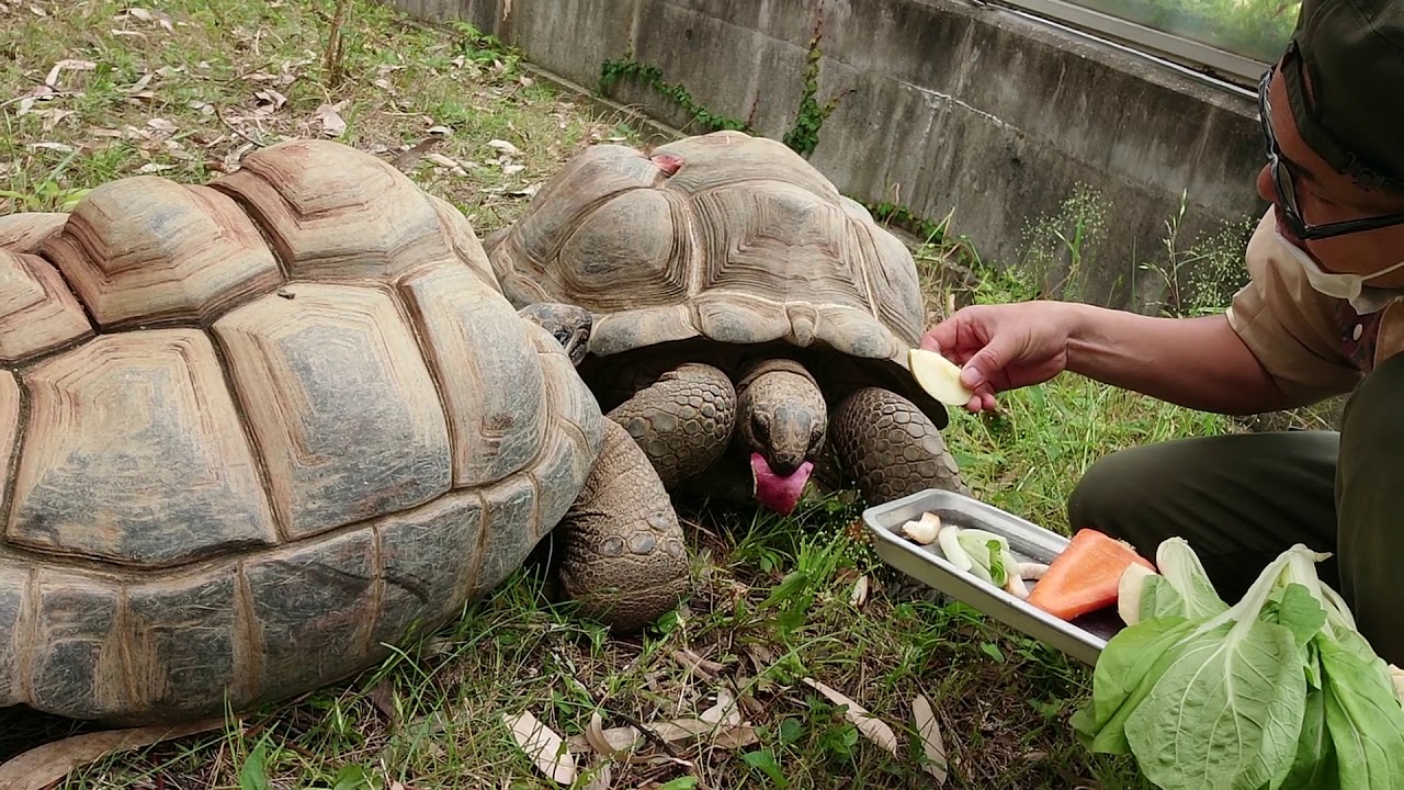 天王寺動物園】アルダブラゾウガメの食事～飼育員さんと仲良し～ - YouTube