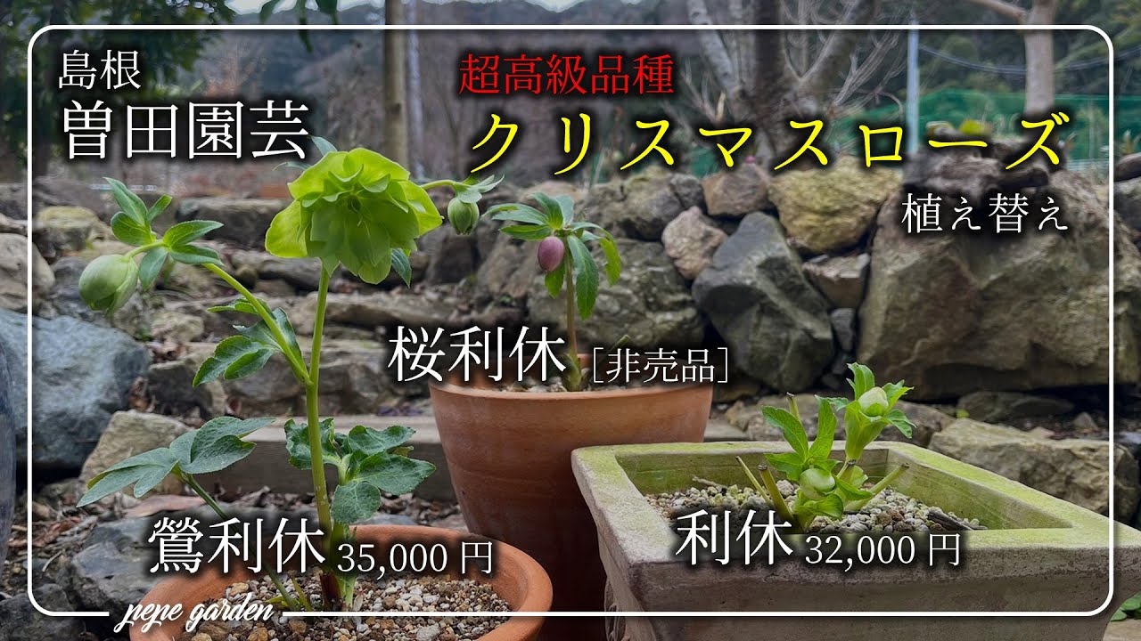 バ*カ様 クリスマスローズ 苗 桜利休かすり 株分け バ*カ様 クリスマス