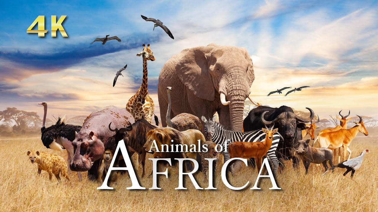4K [Relaxing Music] The Best 4K Animals of AFRICA｜ Relaxation