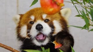Red Panda Hands clench the apple~リンゴを握りしめるレッサーパンダ