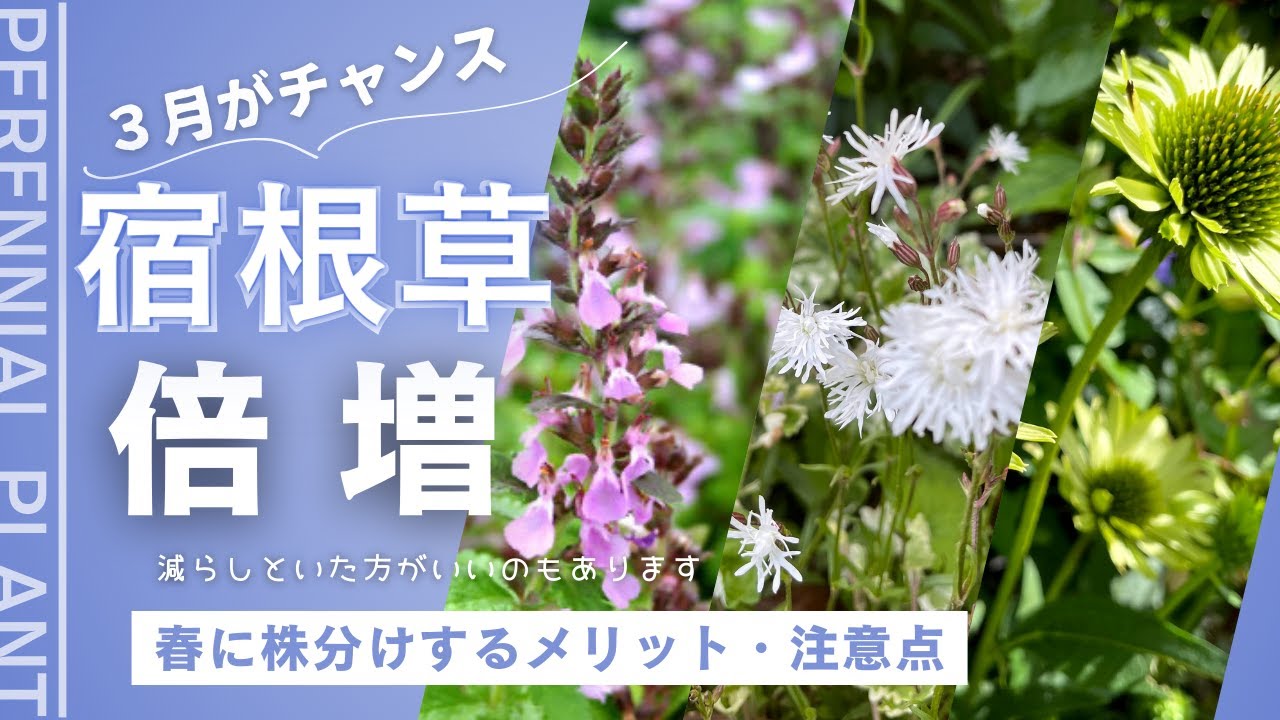 挿し木・挿し芽の基本》挿し穂の取り方～ポット上げまでを徹底解説