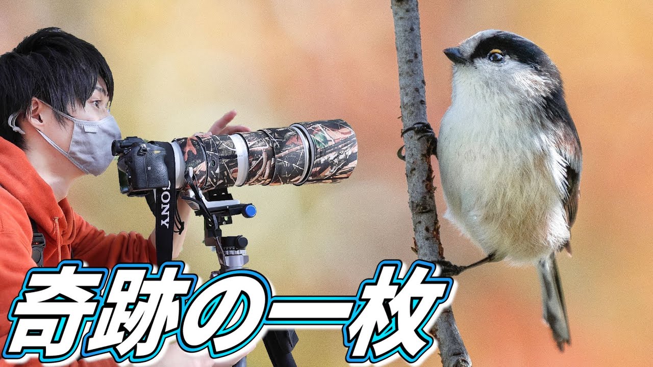 超高速連写】600mm超望遠レンズで狙う、目では見れない感動の世界が凄