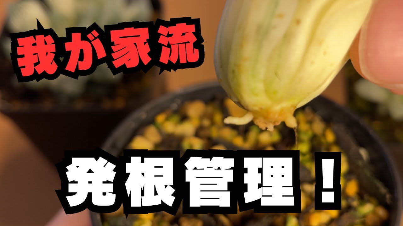 我が家流！]ハオルチアのカキ仔発根管理方法ご紹介 多肉植物 観葉植物