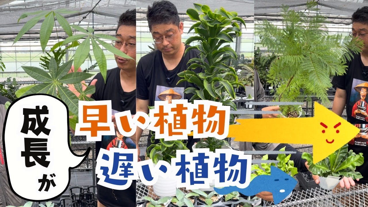 Fast-growing and slow-growing plants [Houseplants] - YouTube