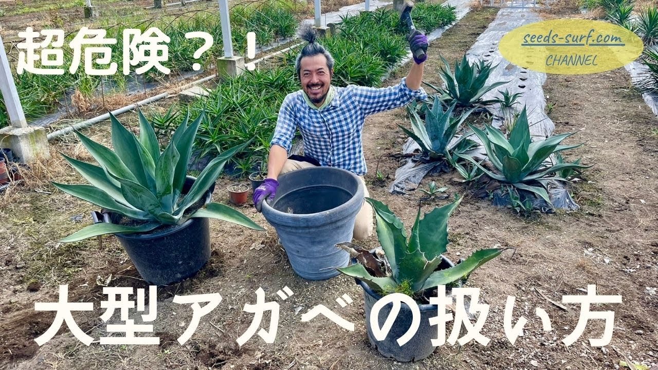職人技】大きいアガベの取扱い方を伝授いたします！ - YouTube
