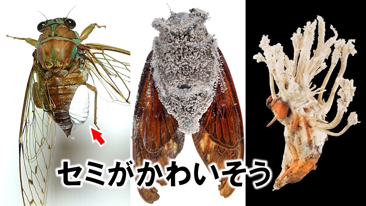 Cicada parasites and diseases are brutal - YouTube