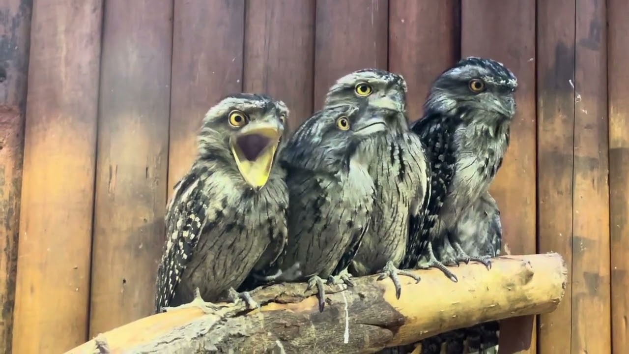 今日は4羽並んでたヨ〜☺️ オーストラリアガマグチヨタカきょうだい