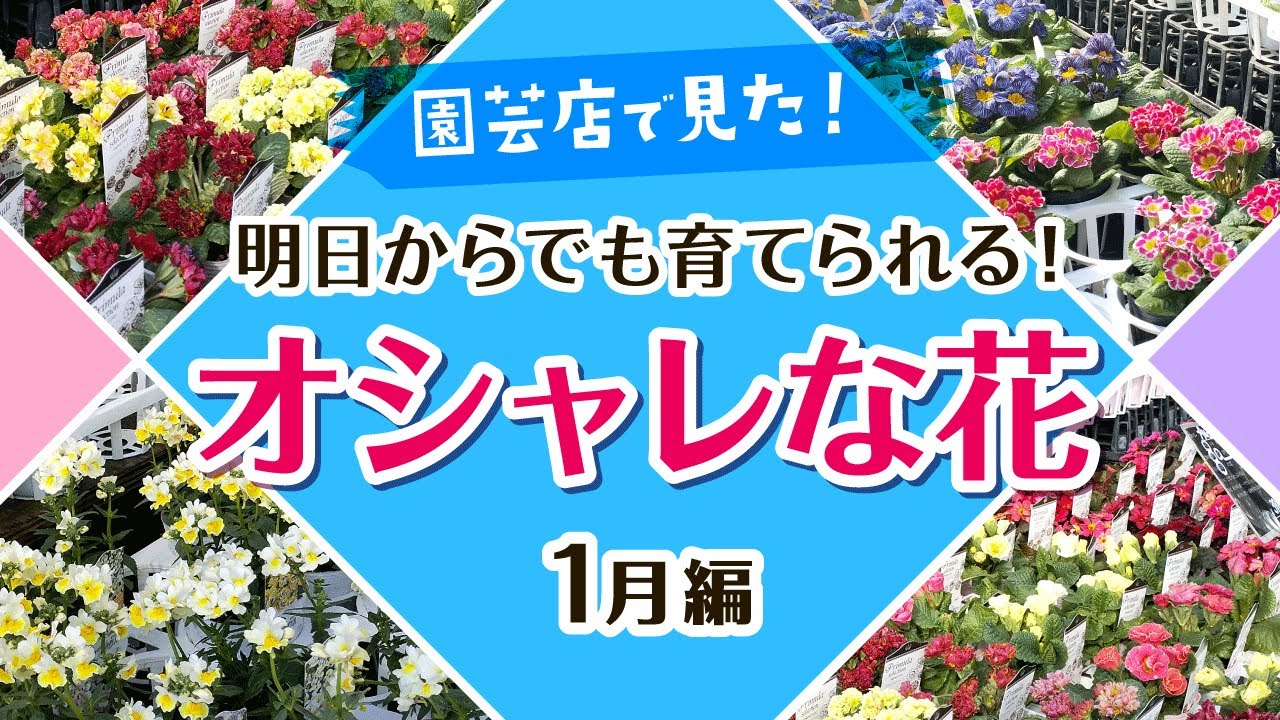 Gardening] I want to grow them now! Stylish flowers I saw at the