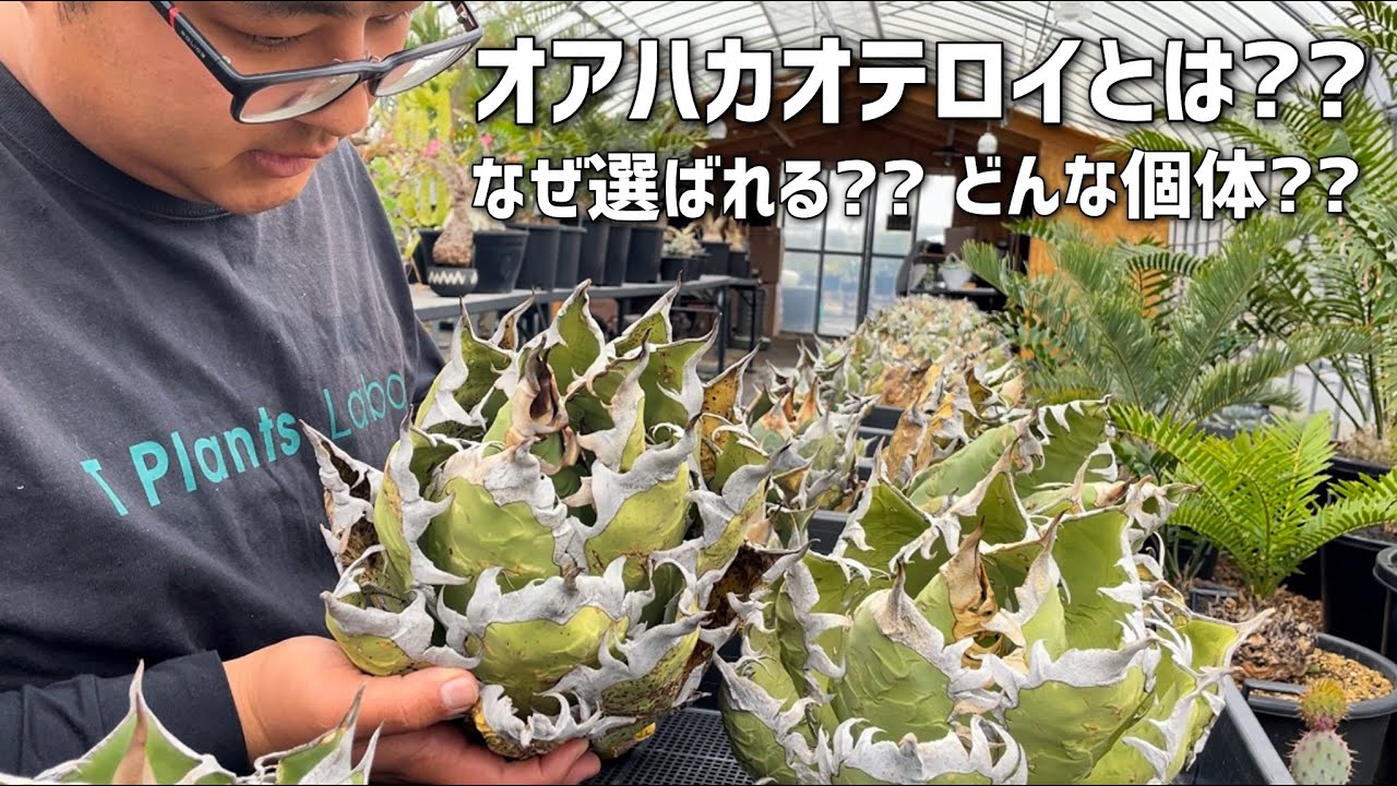 アガベ】