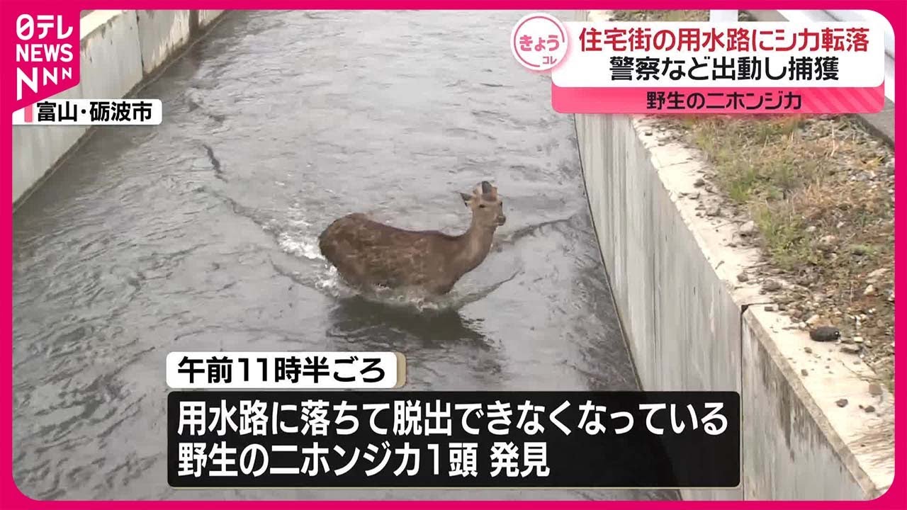 住宅街の用水路に】野生の二ホンジカ転落…警察など出動し捕獲 富山県