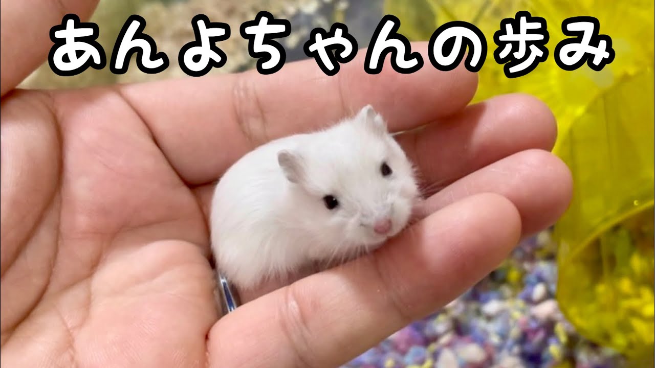 あんよちゃんの小さい頃と今 - YouTube