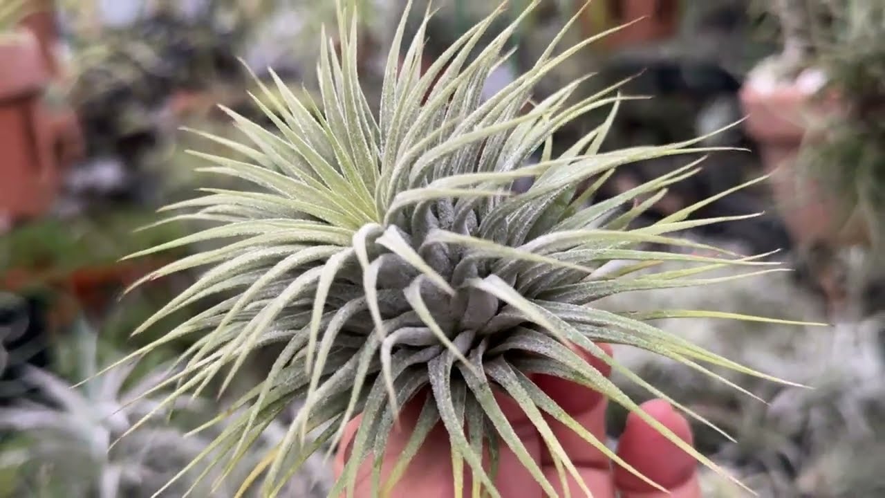 チランジア イオナンタ スノーボールTillandsia Ionantha Snowball