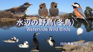 水辺の野鳥(冬鳥)4k(No113)Waterside Wild Birds#野鳥 - YouTube