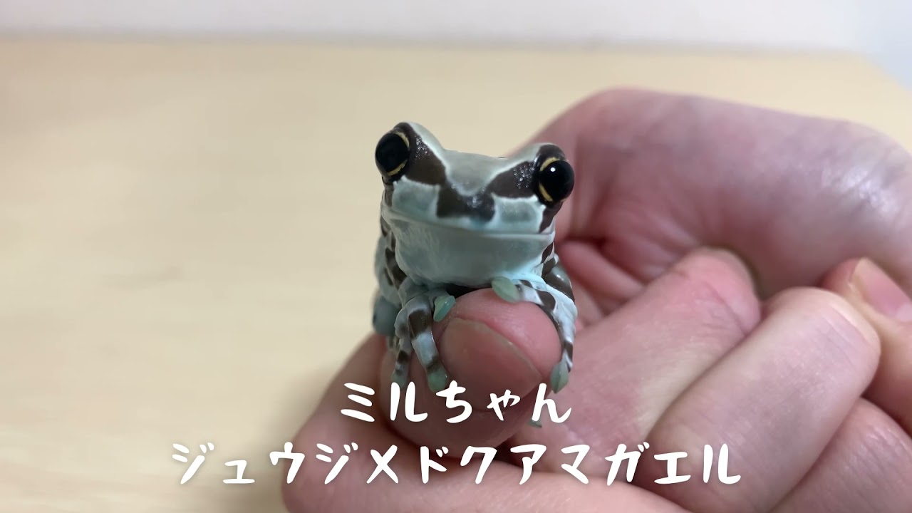 人に慣れ過ぎたカエルのエサやりルーティン Feed the crazy frog