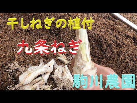 Dried green onion planting at Kujo Green Onion Komagawa Farm
