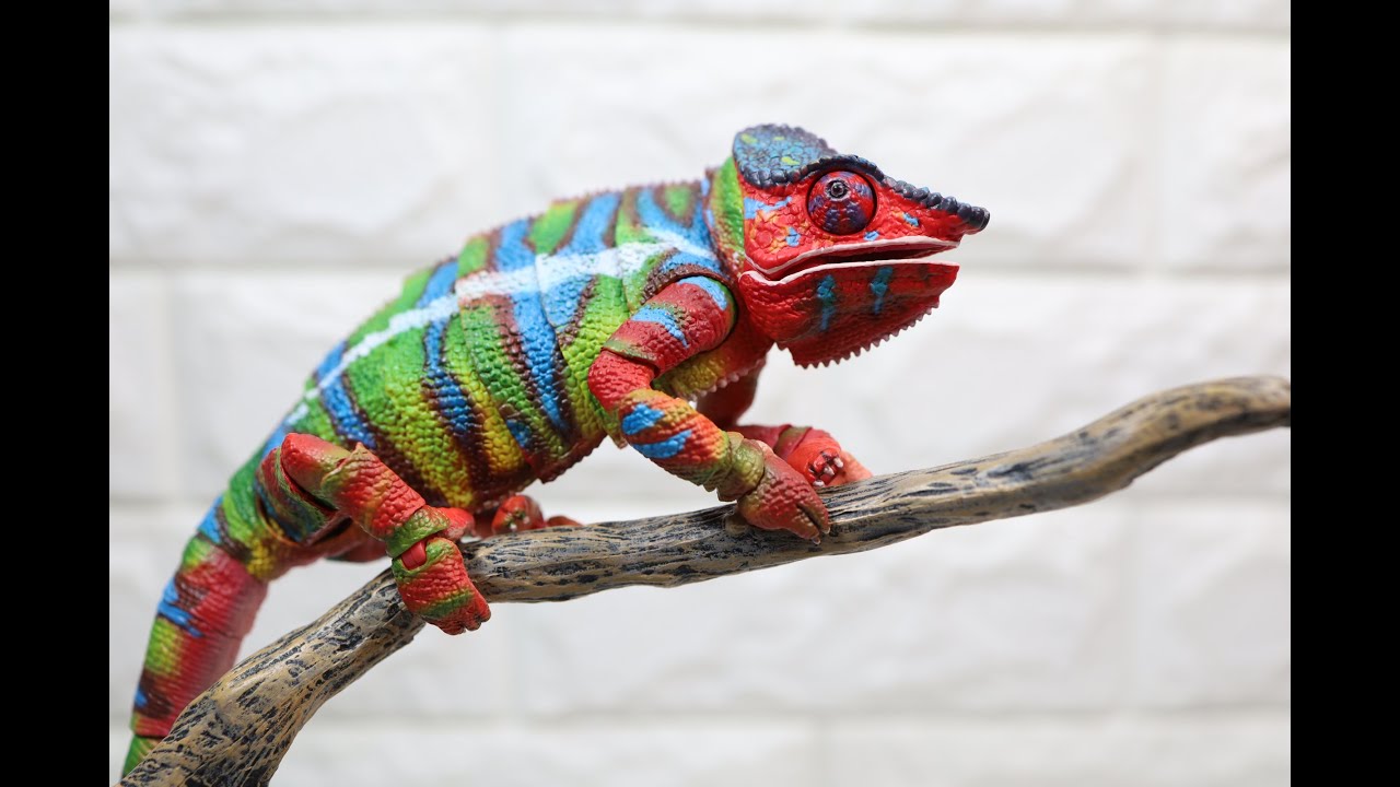 The Diversity of Life on Earth Panther Chameleon Ambilobe green