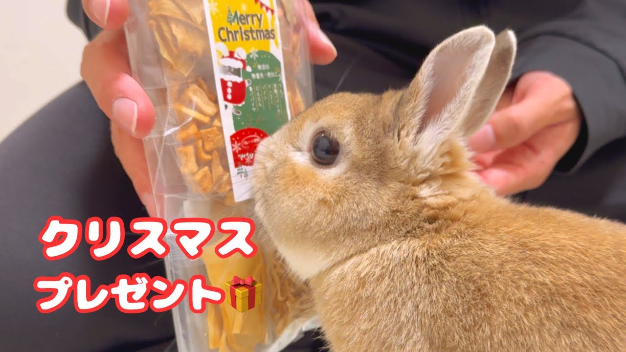 ウサギさんにクリスマスプレゼントをあげたら大喜びでかわいすぎた