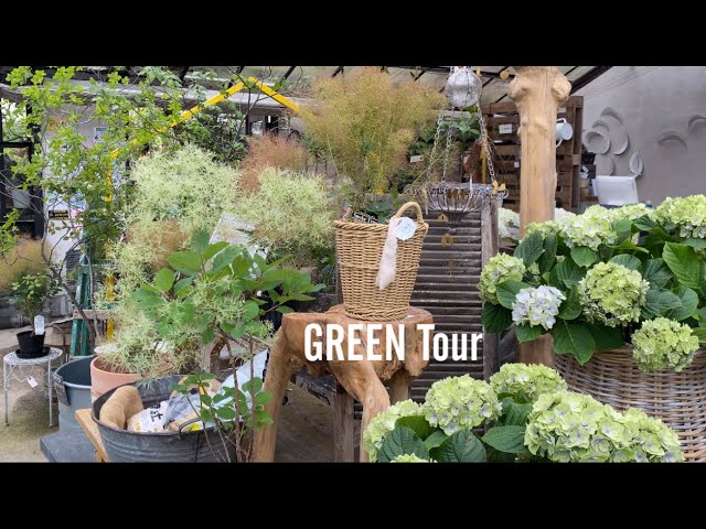 スモークツリーと紫陽花でつくるホワイト&グリーンガーデンが可愛