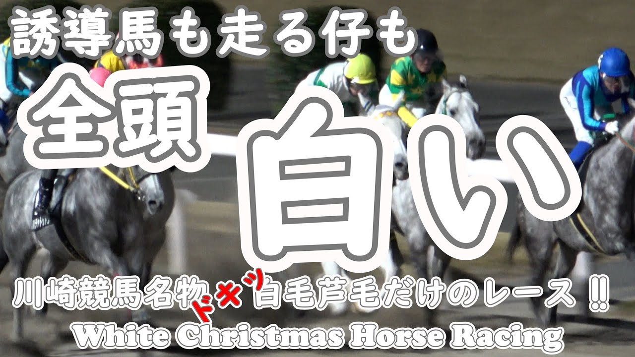 白毛】【芦毛】誘導馬も走る仔も全頭白だけのレース 【ホワイト
