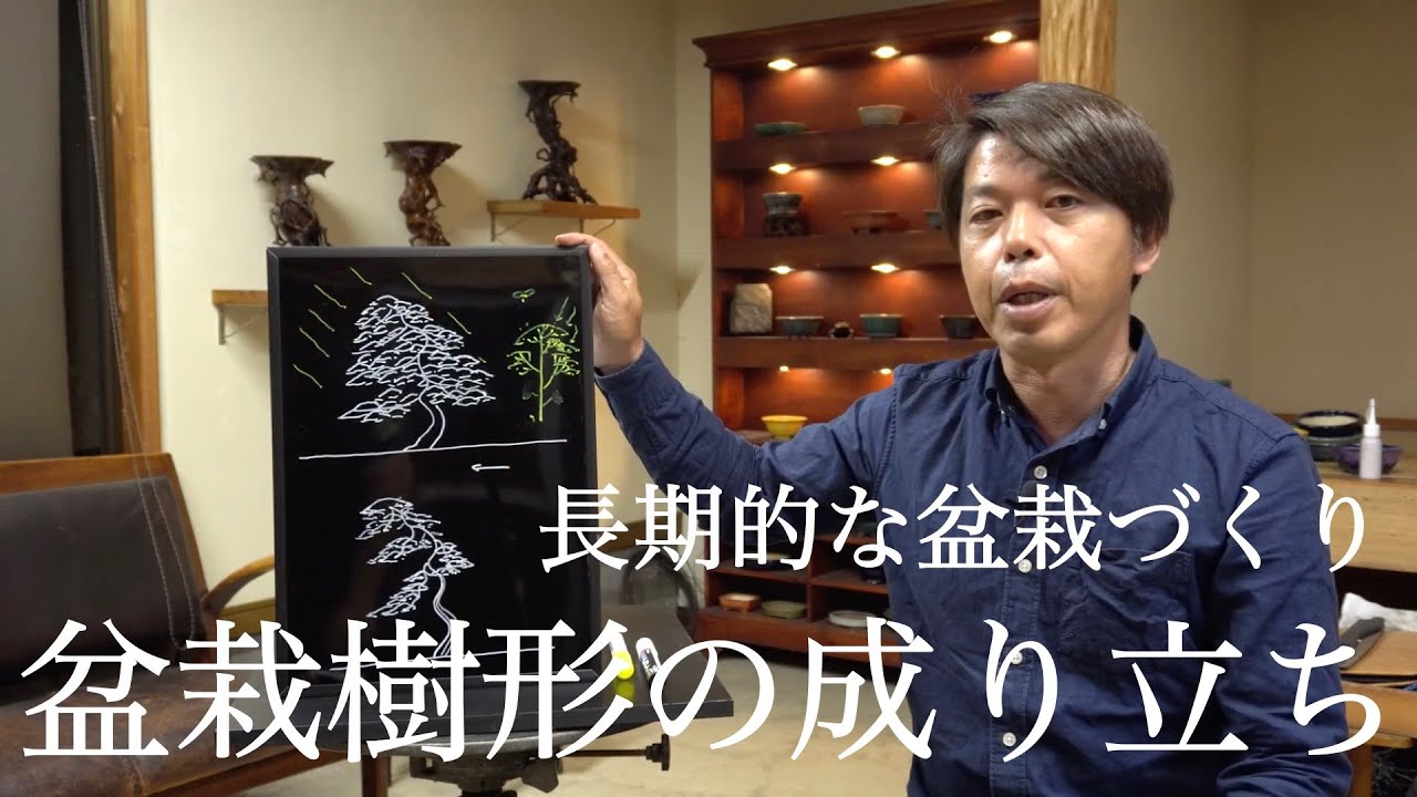 糸魚川真柏・紀州真柏 見分け方と、それぞれの特徴 [盆栽初心者講座