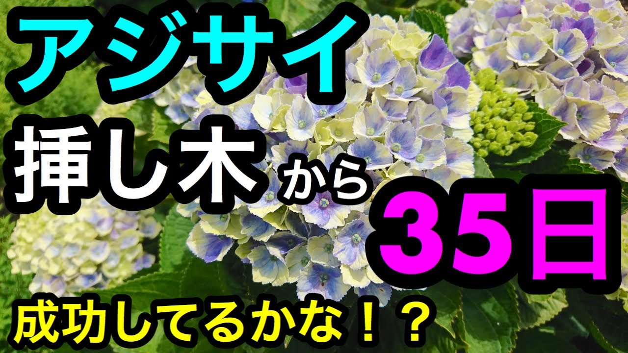 Rooting hydrangea cuttings! Until replanting 😊 - YouTube