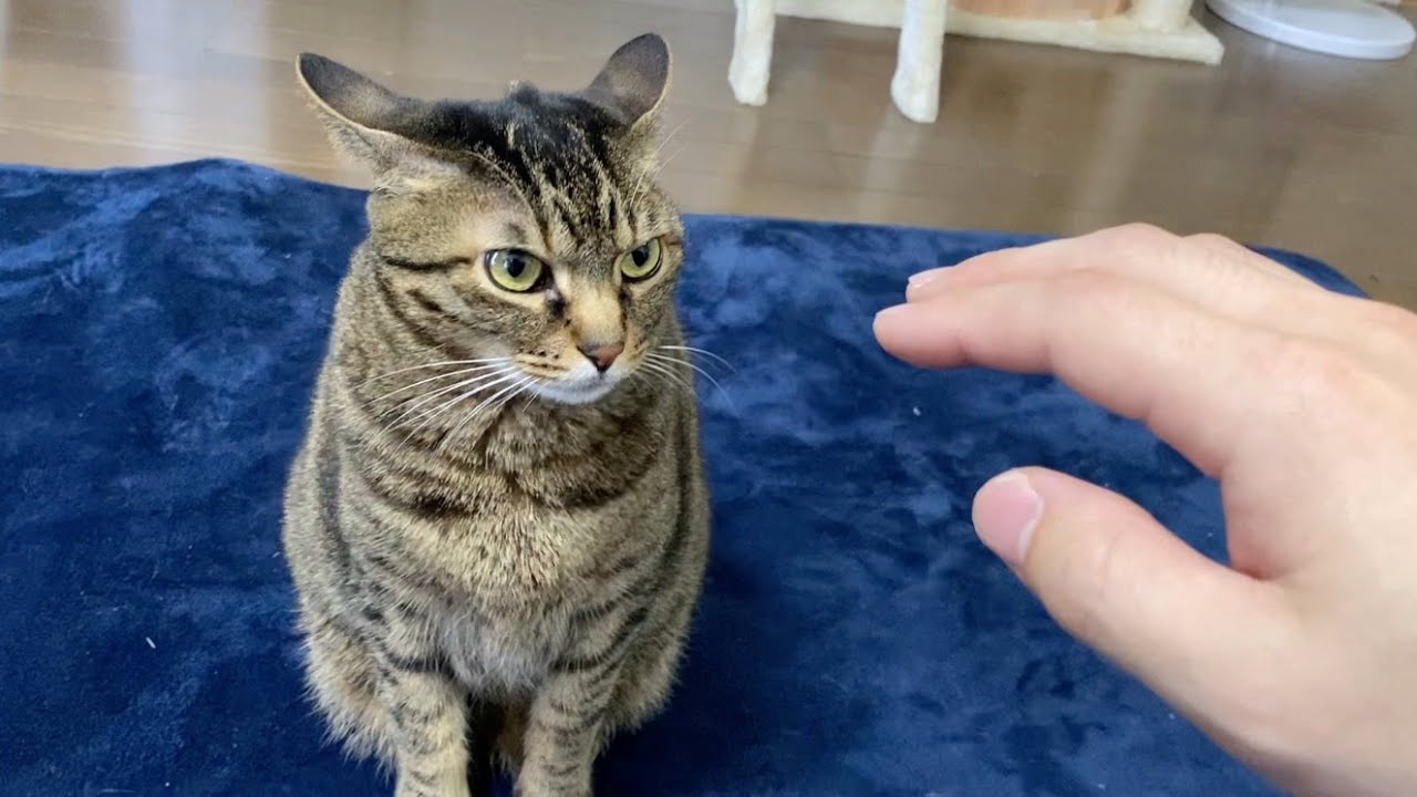 The result of touching an angry cat  - YouTube