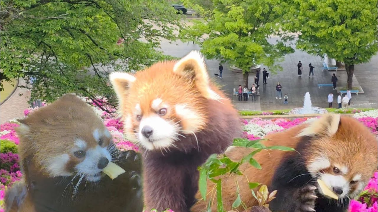 雨降りの屋外に出されても嬉しそうに歩き回るレッサーパンダのモッチー