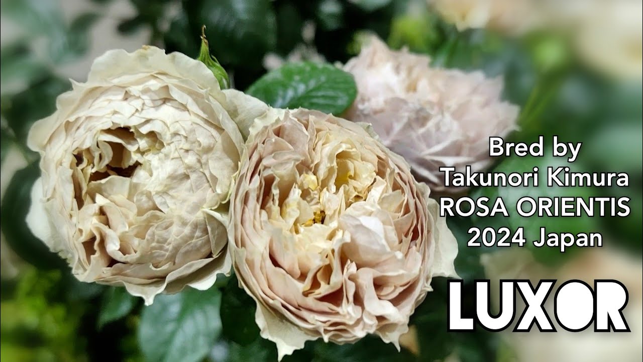 LUXOR ROSE plant by Takunori Kimura ROSA ORIENTIS 2024 Japan バラ