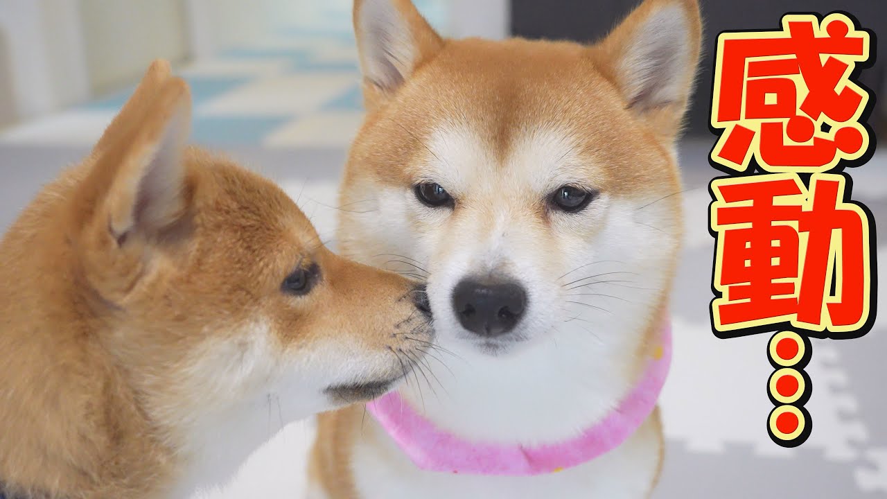 It was heartwarming to see this crybaby Shiba Inu welcome her