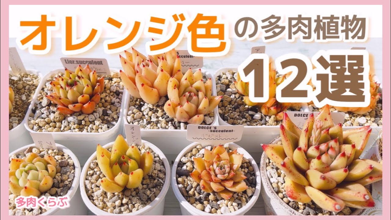 多肉植物】オレンジ色の多肉12選🧡寄せ植えにも映える