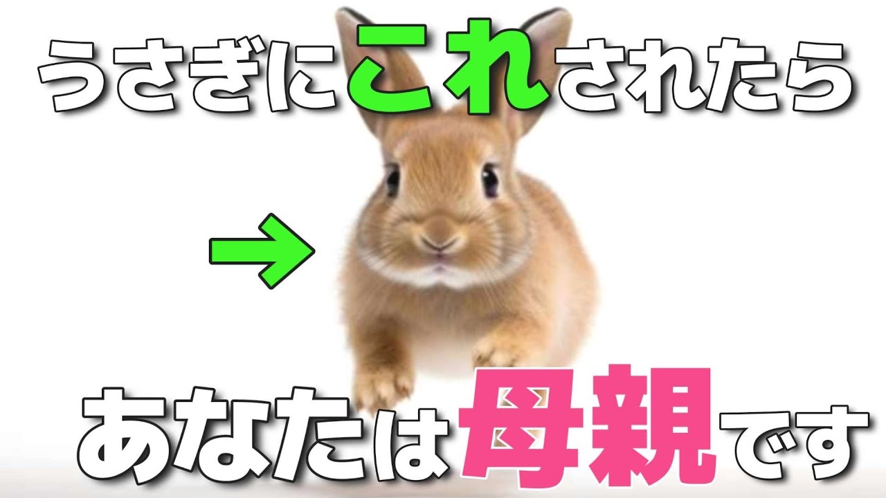 4 gestures that rabbits only show to their loved ones in the