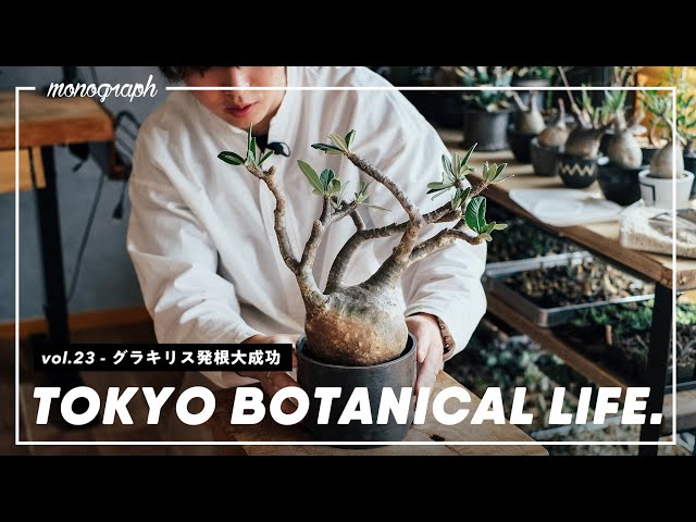 TBL vol.23] Gracilis blooming announcement / Rooting management a