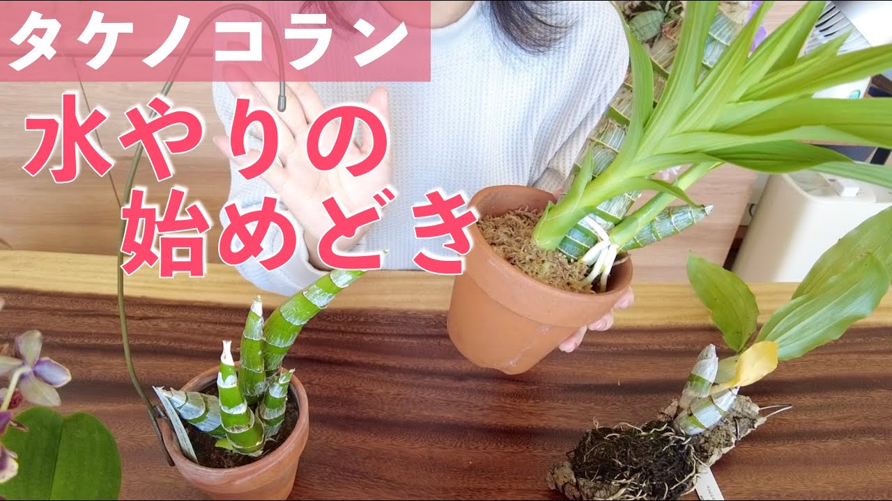 Bamboo shoot orchid] My way of growing it in spring - YouTube