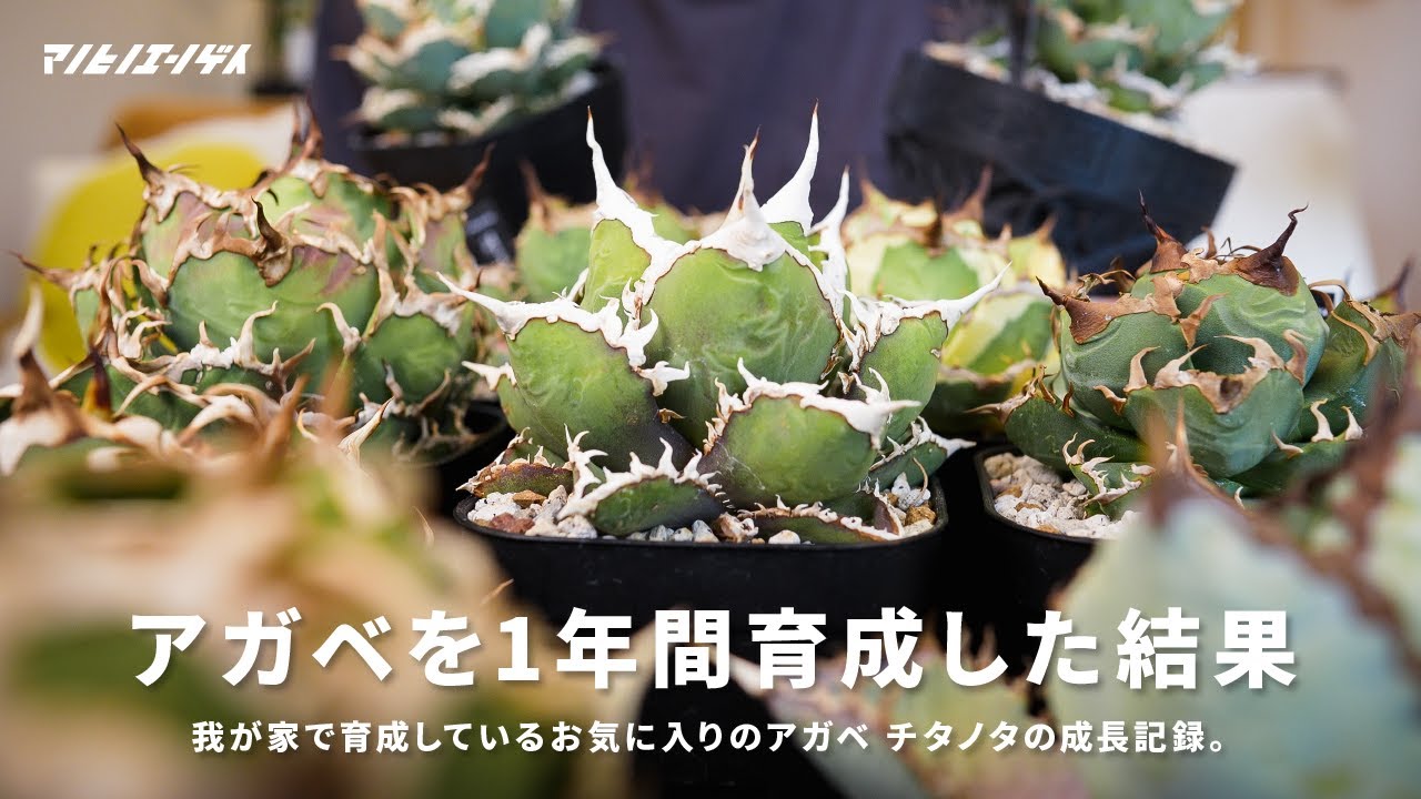 1年あれば十分！？あの時子株だったアガベの現状をお見せします