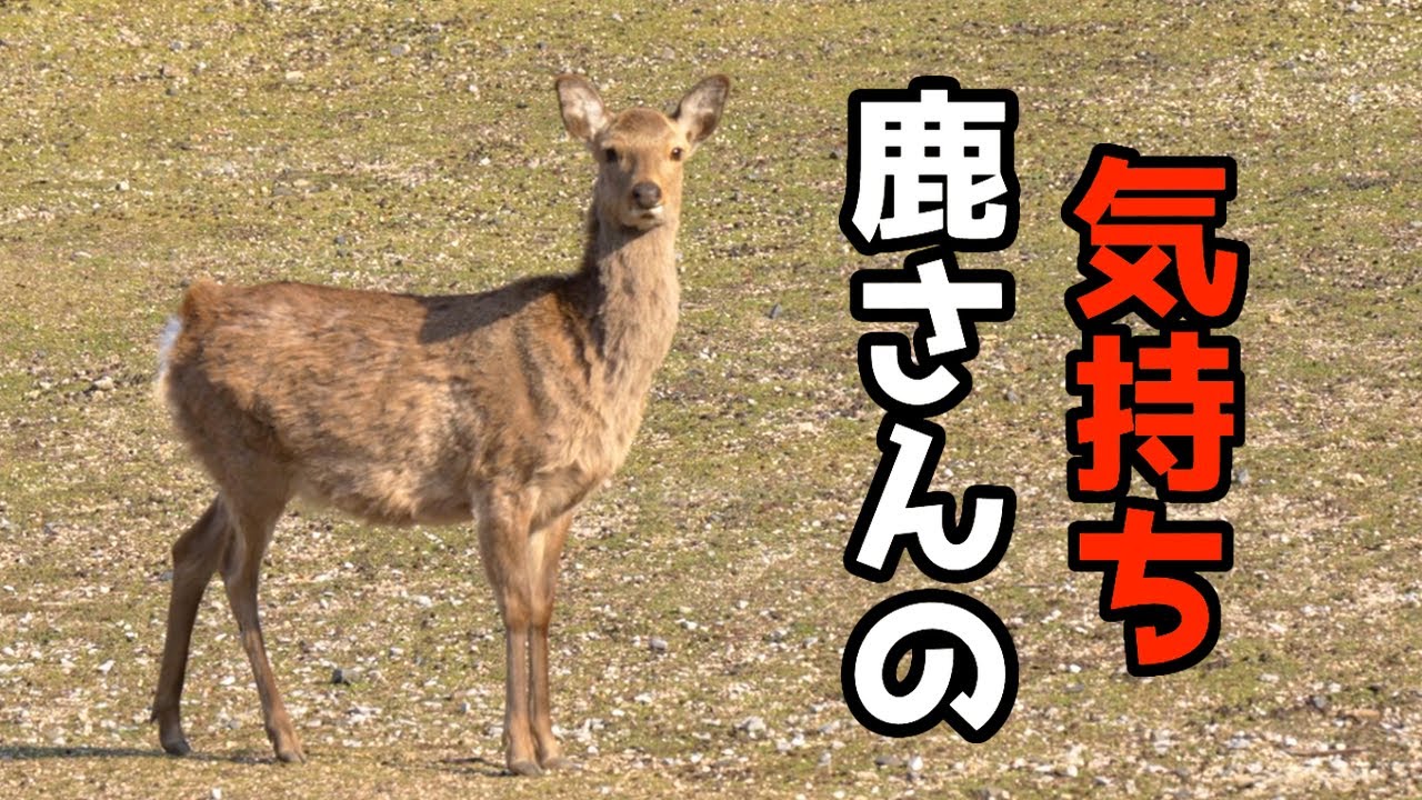 鹿さんの気持ち「ちょっとどこ見てんのよ」アフレコ - YouTube