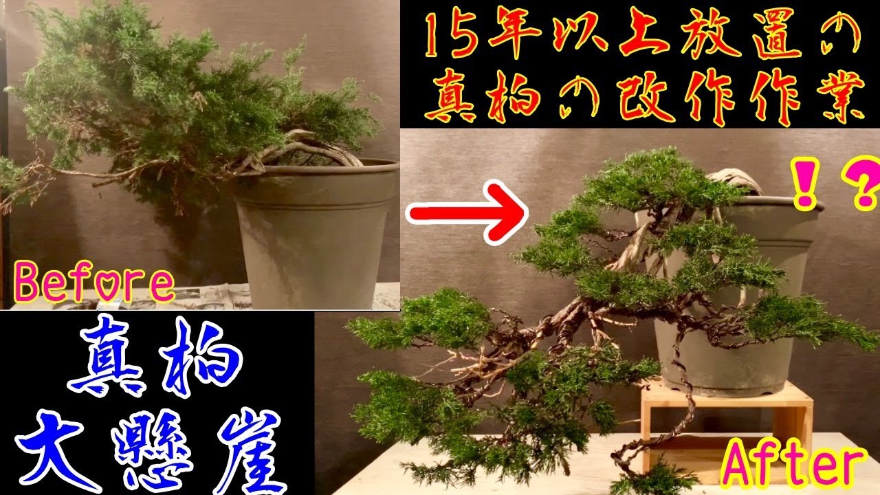 How to create a Japanese Juniper BONSAI in a rare, large, cliff