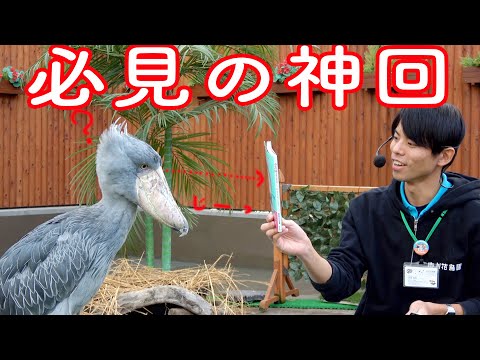 永久保存版】ハシビロコウふたばちゃんのイベントの中でも特に面白かっ