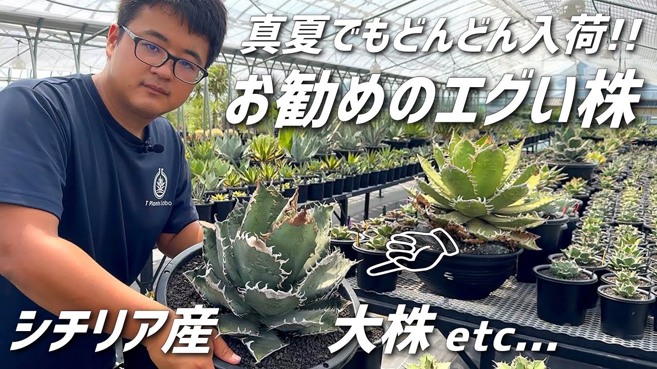 アガベ】最近入荷したお勧め株や新しい売り場のご紹介!! - YouTube