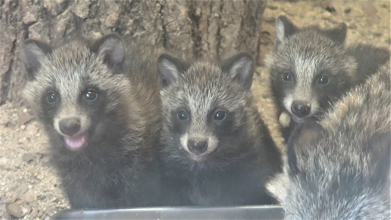 仲良し 赤ちゃん タヌキ 手ぶりのしぐさがカワイイ たぬきの家族 狸
