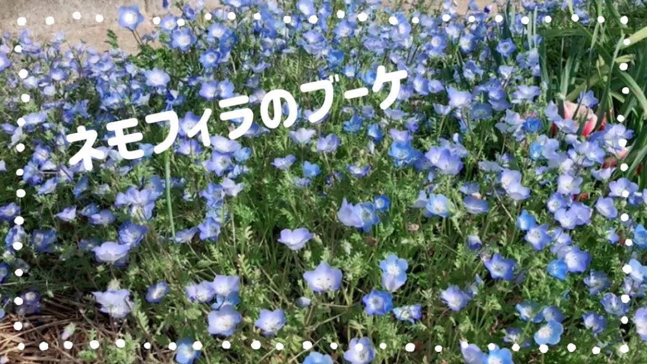 ネモフィラの花束、フラワーアレンジメント - YouTube