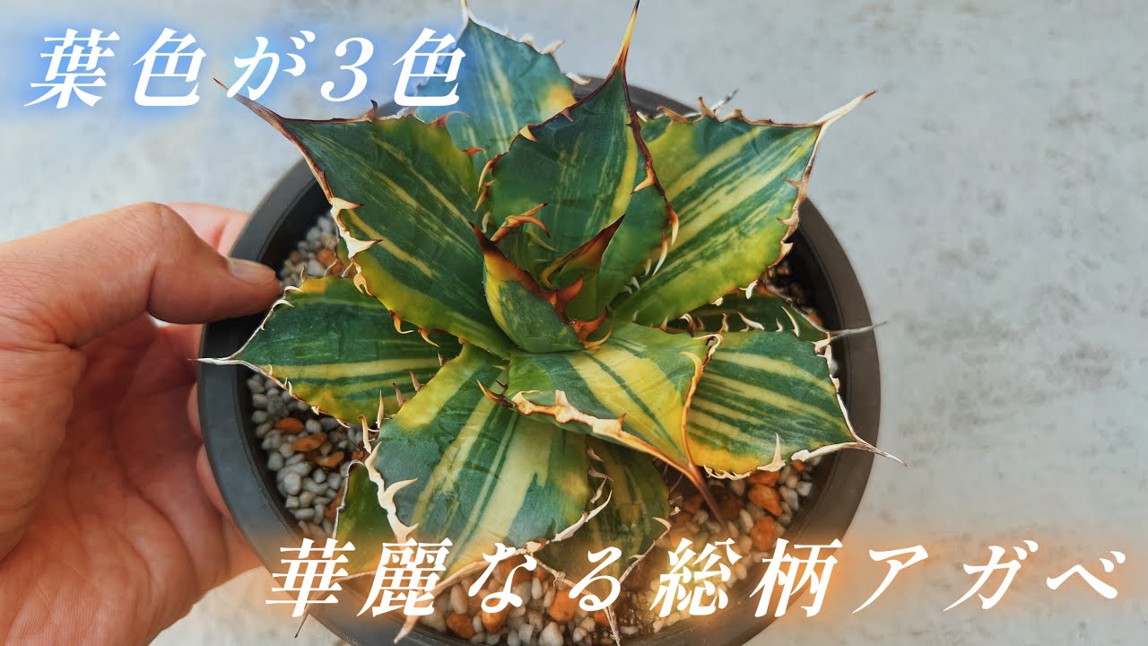 Ns third visit] I bought a really beautiful agave! - YouTube