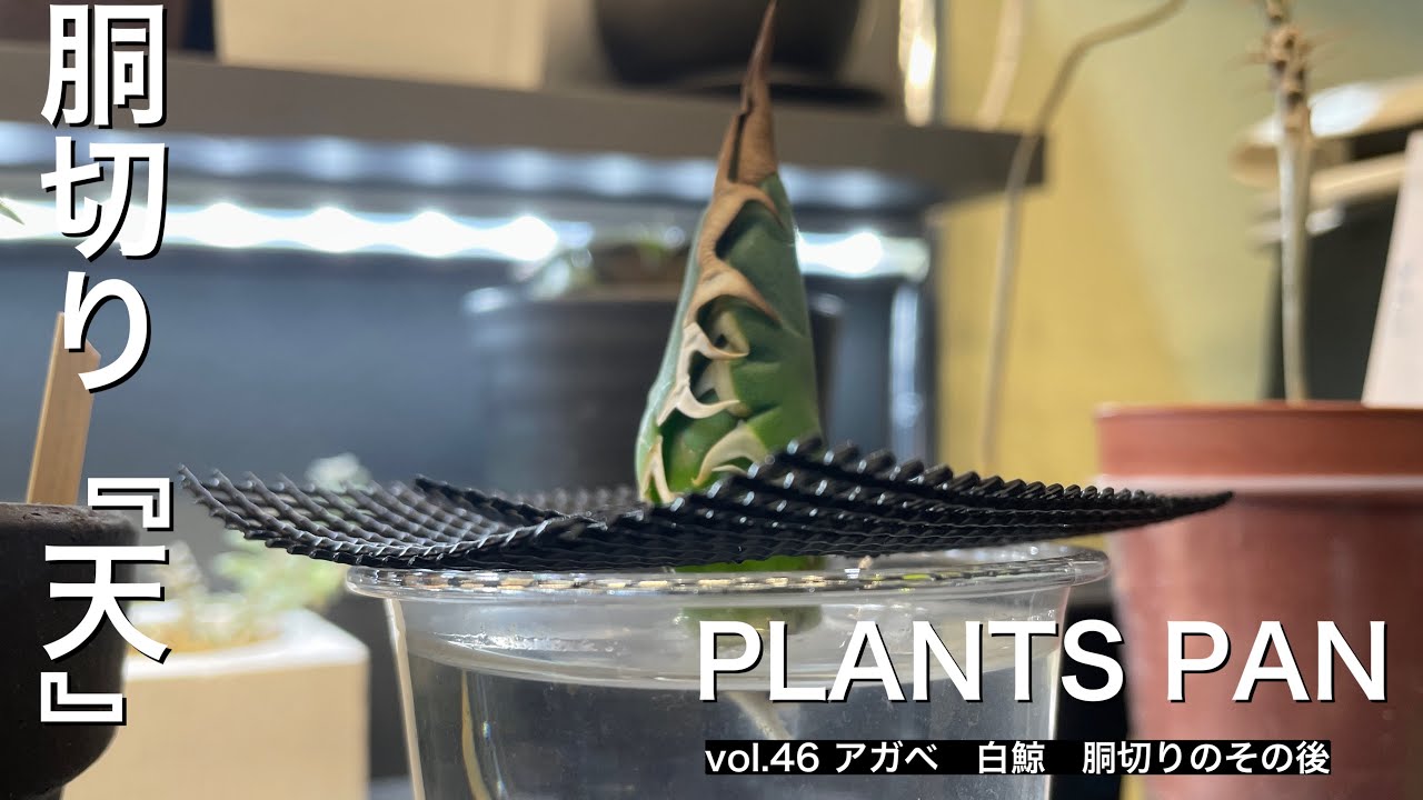 アガベ 白鯨 胴切り『天』のその後 - YouTube